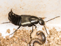 Philonthus cognatus